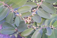 Bridelia crenulata